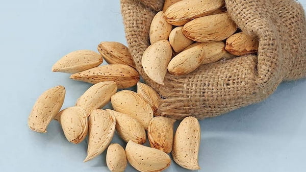 فروش مغز